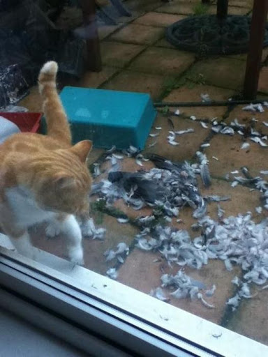 cats_53.jpg