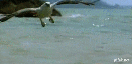 gifs_05.gif