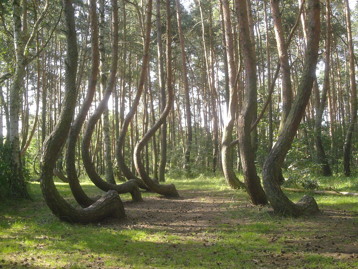 2011-10-24-the-crooked-forest.jpeg