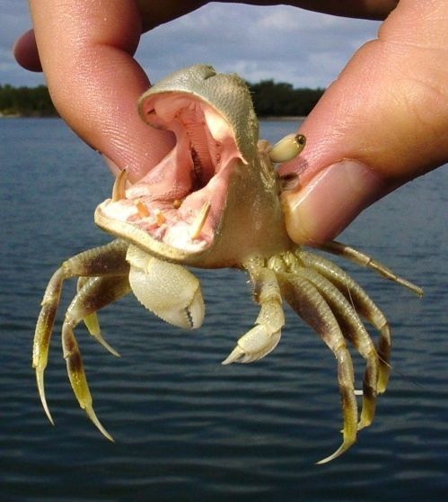 hippocrab.jpg