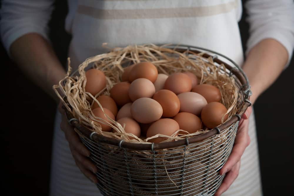 Eggsbasket-1.jpg