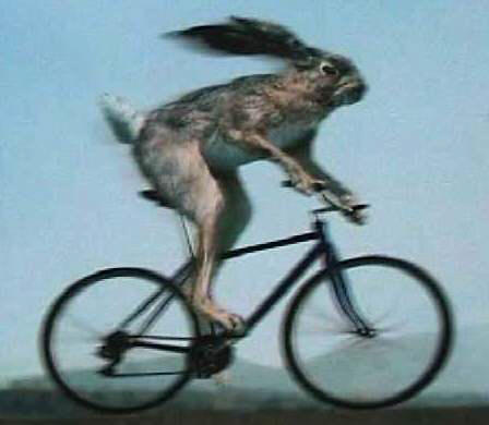 haas%20op%20fiets.jpg