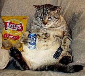 fat-cat-300x267.jpg