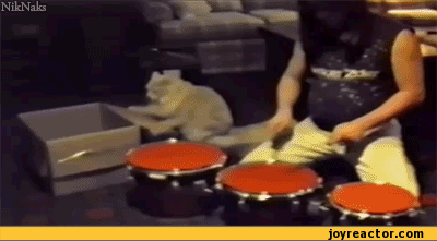 gif-cat-drummer-608555.gif