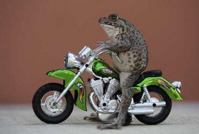 frogmotorcycle.jpg