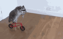 raccoon-bike.gif