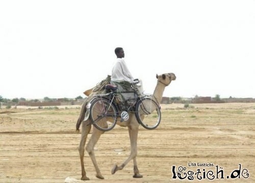 23219-kamel-mit-fahrrad.jpg