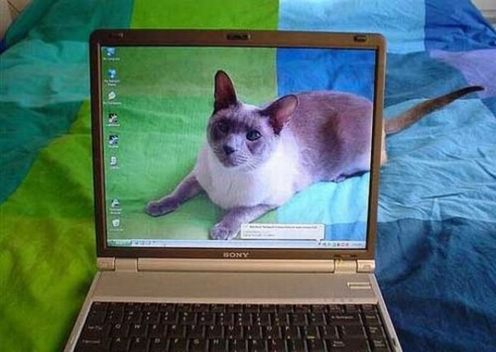 real_photos_that_look_fake_04.jpg