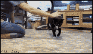 gifs_13.gif