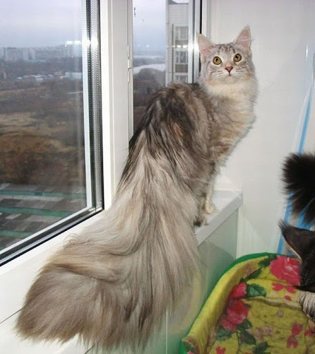 cats1.jpg