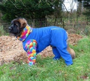 Leonberger-Kushtea-300x270.jpg