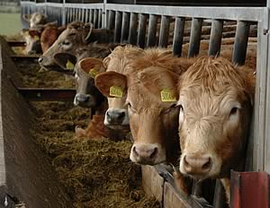 cattle_feeding.jpg