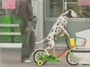 1251663059_dalmatian-riding-bike.gif