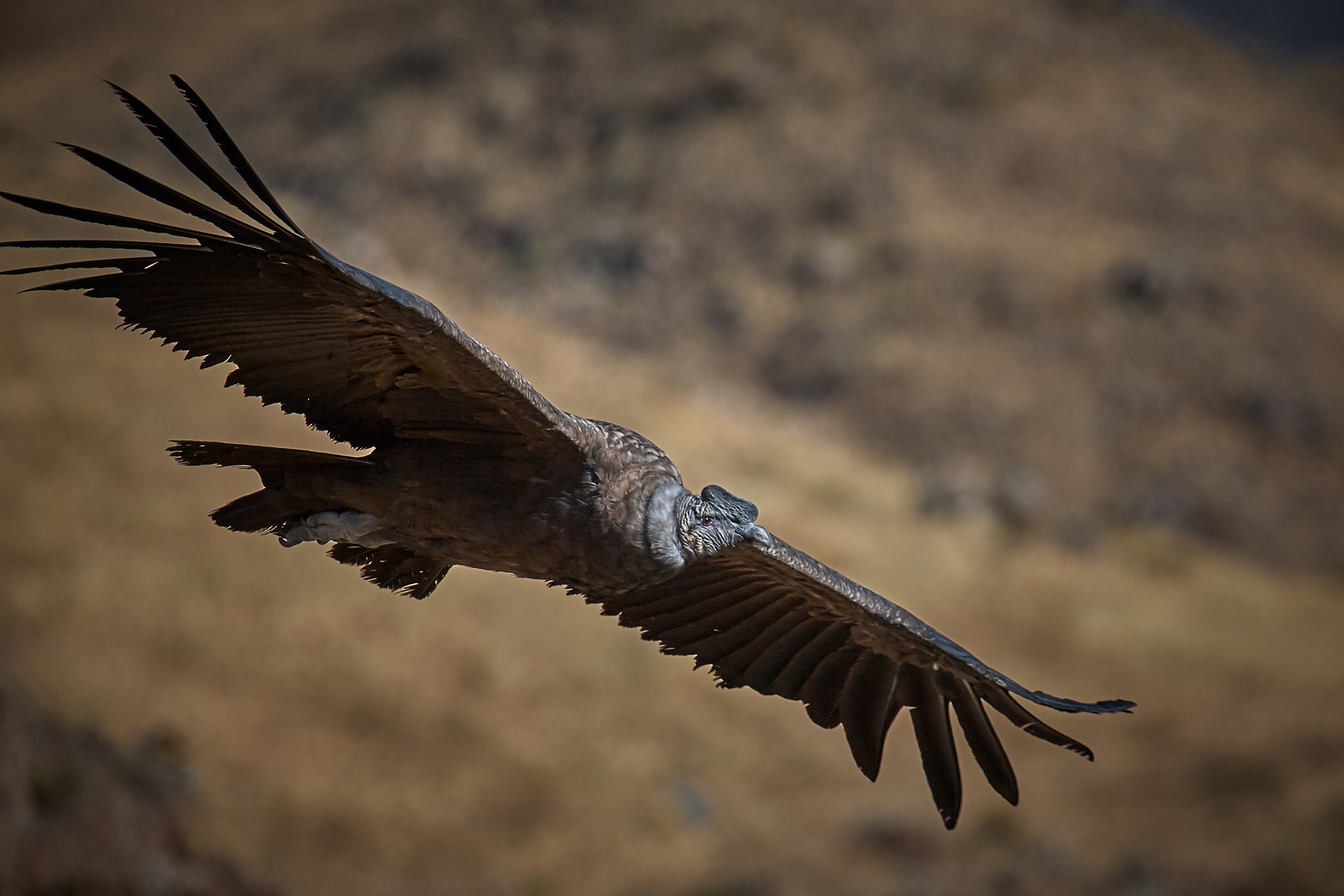 Andean_Condor_in_flight.jpg
