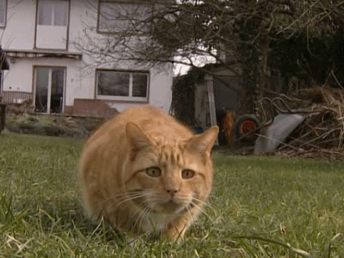 cat_09.gif
