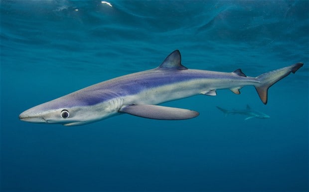 blue-shark_2988701b.jpg