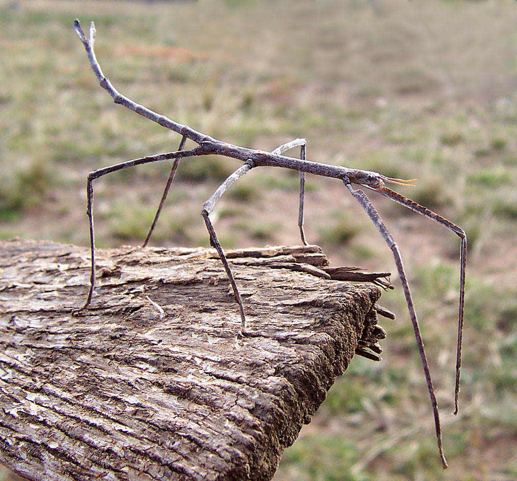 Ctenomorpha_chronus02.jpg