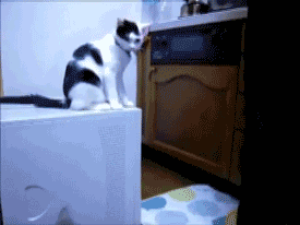 gifs_06.gif
