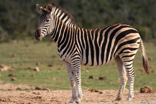 Zebra.jpg