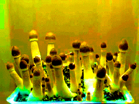 gifs_22.gif