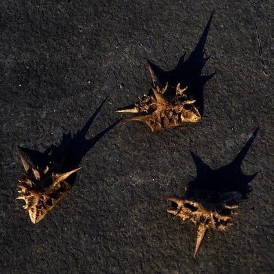 goat_head_thorns.jpg