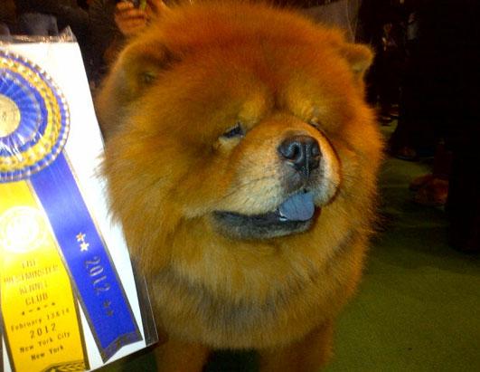 gty_01_westminster_dog_show_nt_120213_ssh.jpg