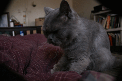 cat_08.gif
