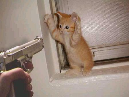 cat-attack.png