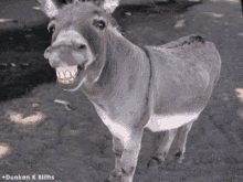 ana-hassa.gif