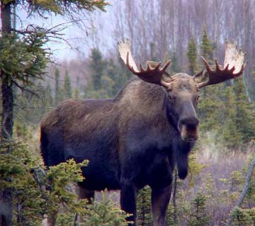 MOOSE.jpg