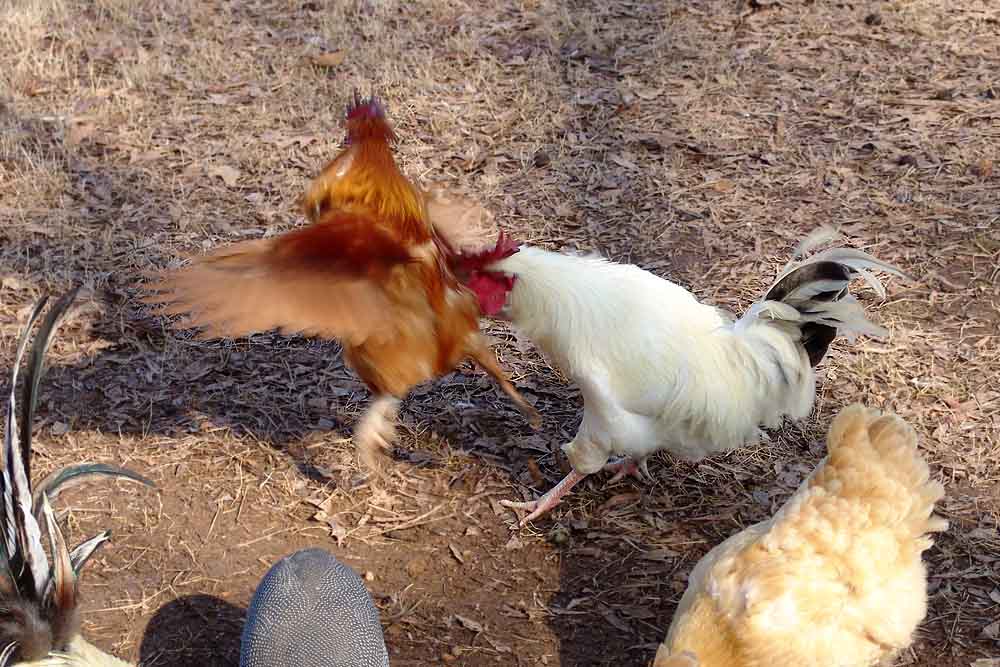 02-03-09-roosters.jpg