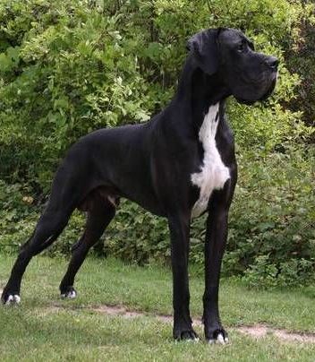 DeutscheDogge1.jpg