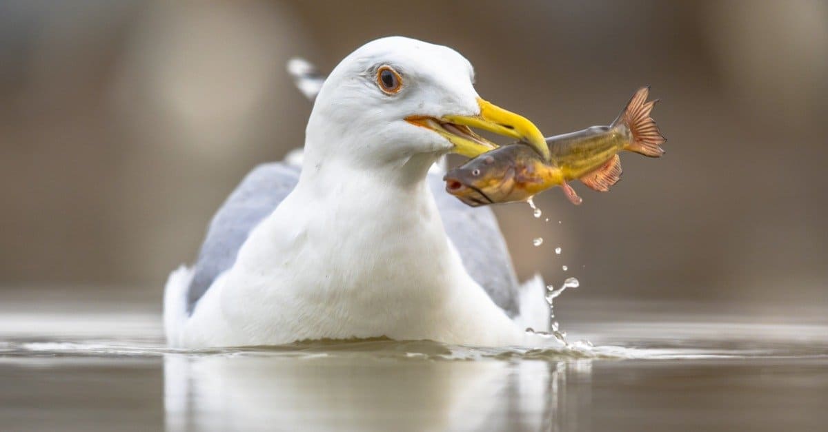 seagull3.jpg