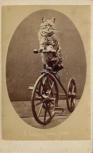 BtnPointerCat03.jpg