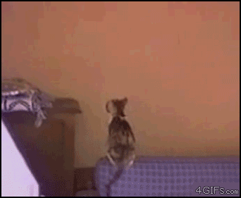 gifs_17.gif