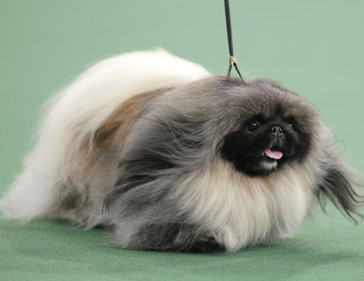 ap_dog_show_mj_120214_ssh.jpg