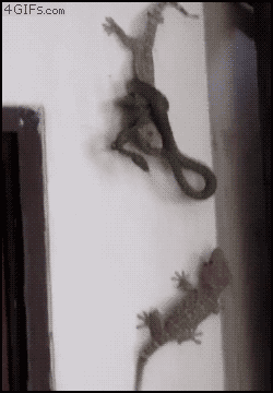gifs_07.gif