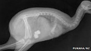 _56393628_manukura_xray.jpg