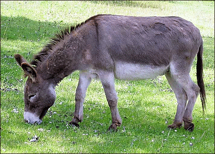 donkey.png