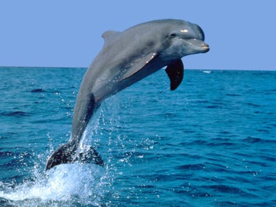 dolphin.jpg