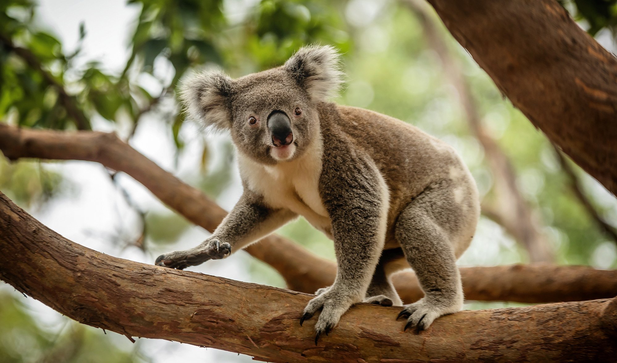 www.australiangeographic.com.au