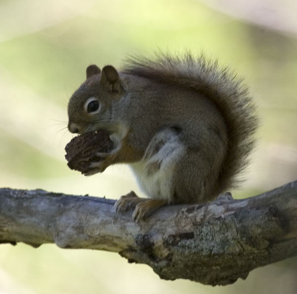 img_9227_redsquirrel.jpg