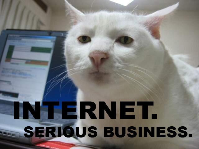 internet-serious-business-cat_840.jpg