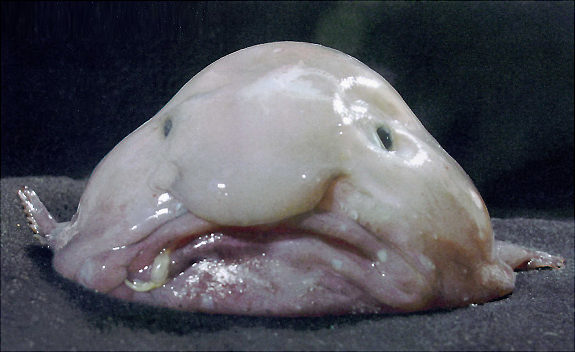 ugly1.jpg