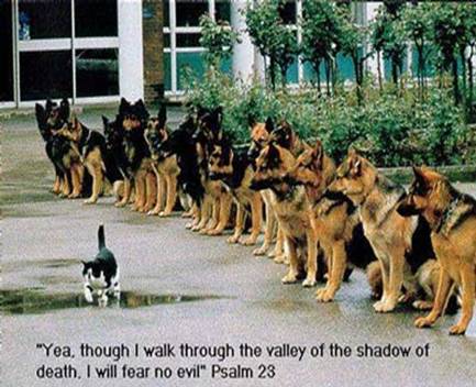 tough-cat.jpg