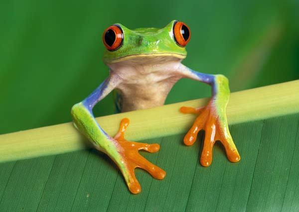 top-10-unusual-pets-tree-frog.jpg