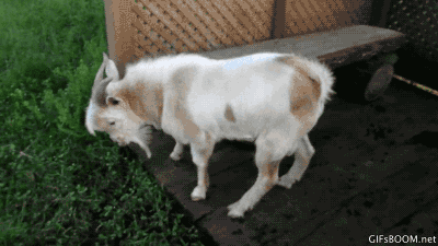 tumblr_nz84rmplty1tx0lgfo1_400.gifv