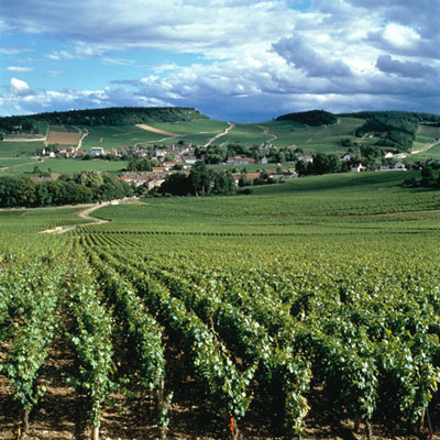 vins_bourgogne.jpg