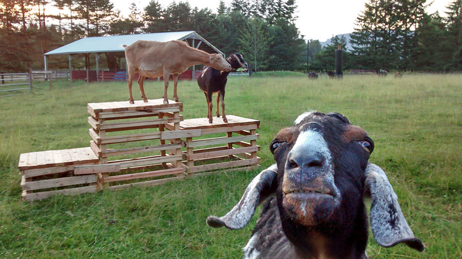 podium-goats2014.jpg