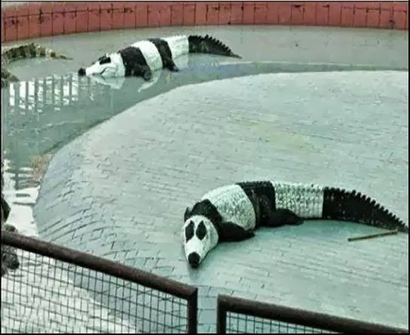 pandas.jpg